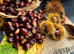 Castagna Day & Festa della Grà