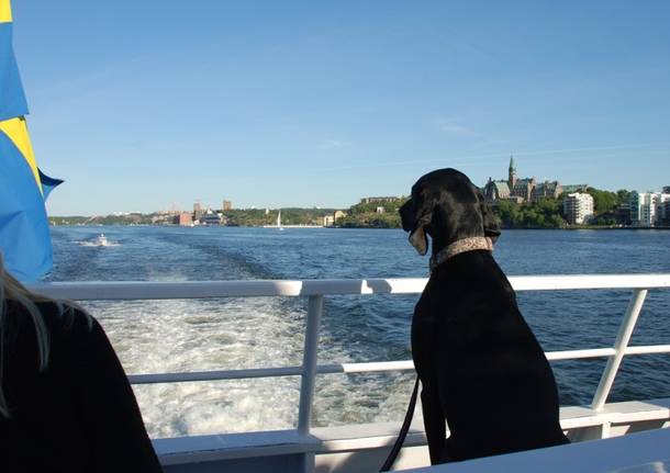 Viaggiare in traghetto con il tuo amico a quattro zampe – Varese News