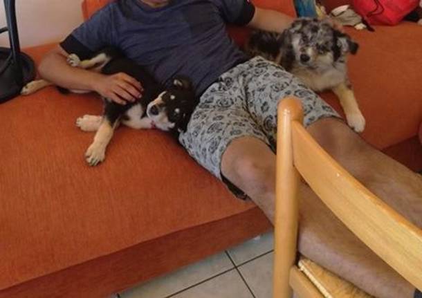 Sono scappati i miei cani, aiutatemi!