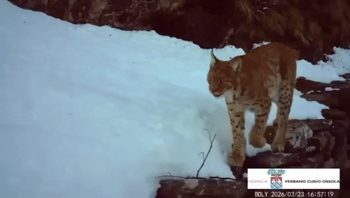 La lince nei boschi dell'ossola