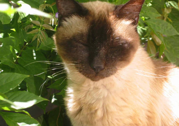Il gatto Napoleone