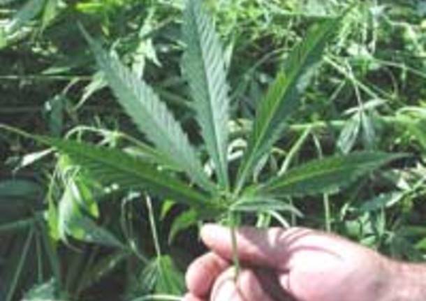 piantagione canapa indiana droga