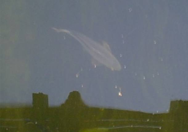 Carpa nel Bardello