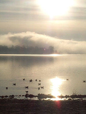 hub australia gavirate