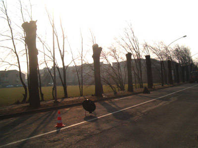 Alberi Busto