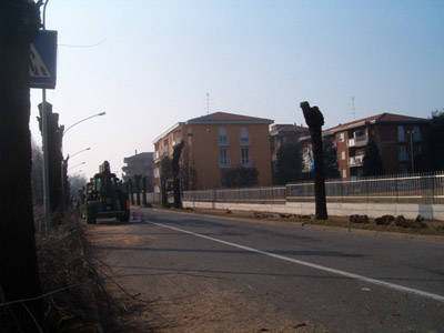 alberi Busto