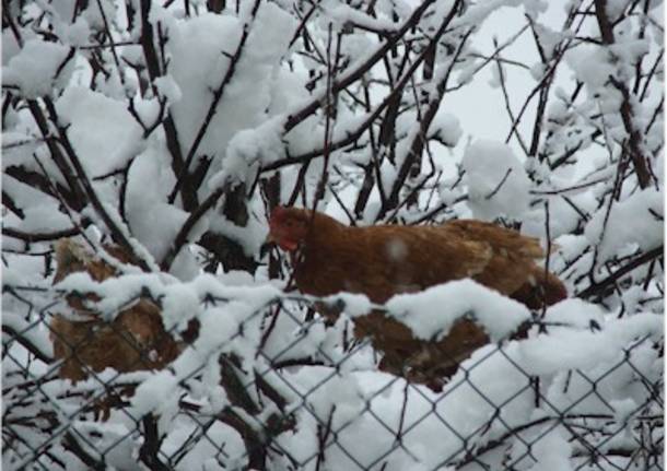 La gallina sotto la neve