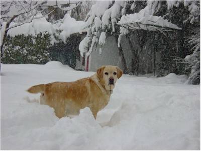 Mai visto un cane così felice