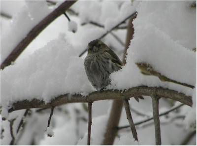 Passerotto tra la neve