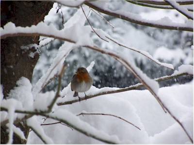 Pettirosso tra la neve