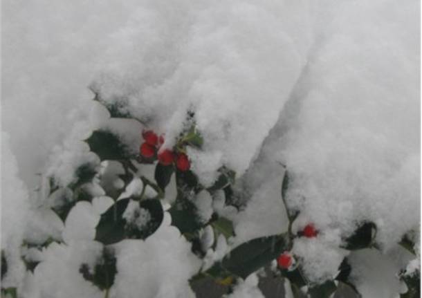 Pungitopo tra la neve