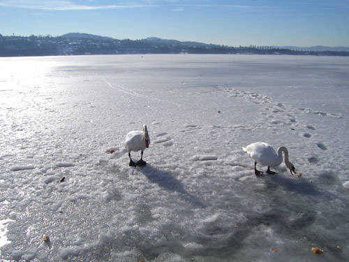 Cigni sul lago ghiacciato