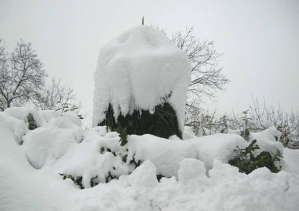 La palma sepolta di neve