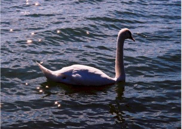Cigni sul lago di Varese