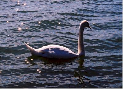 Cigni sul lago di Varese