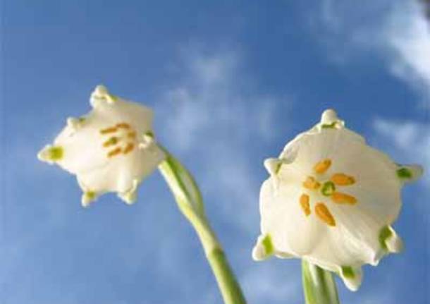 Bucaneve tra le nuvole