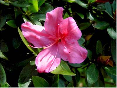 I fiori della mamma