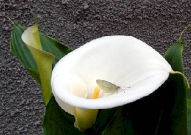 Insetto su un fiore