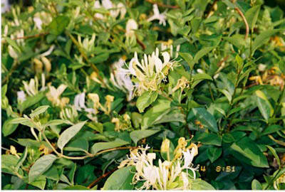 Il caprifoglio