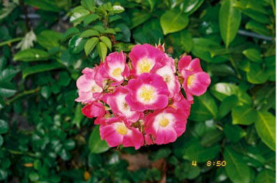 La rosa selvatica
