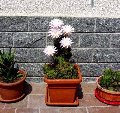 Il cactus