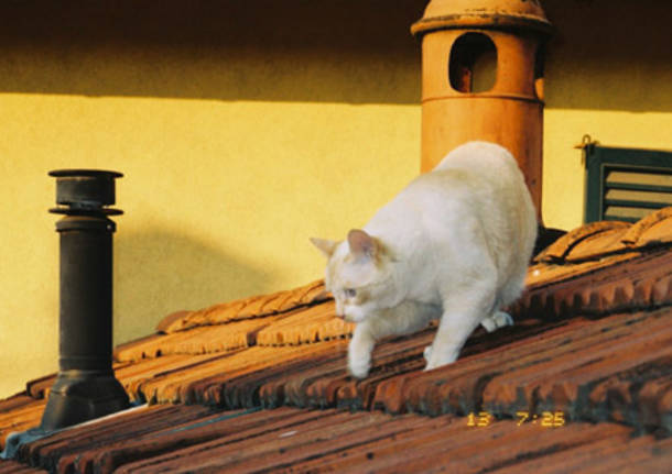 Il gatto sul tetto che scotta