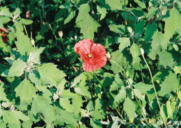 Il papavero