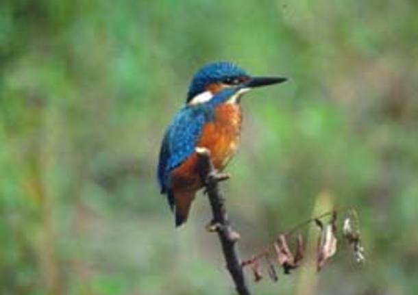 martin pescatore parco della quassa