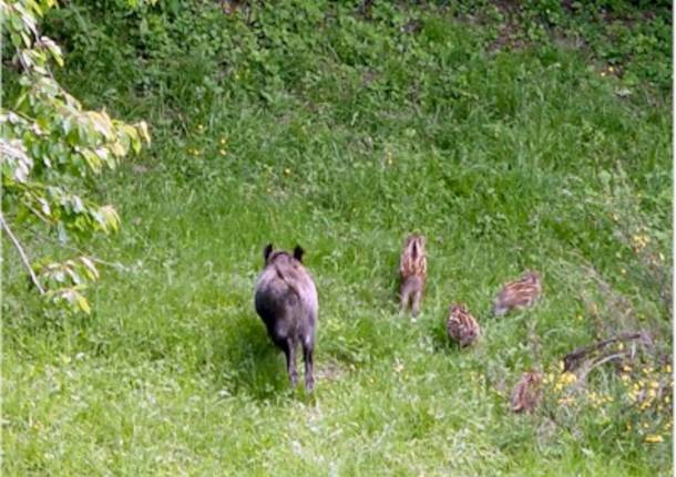 Animali in libertà ad Armio