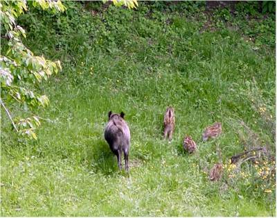 Animali in libertà ad Armio