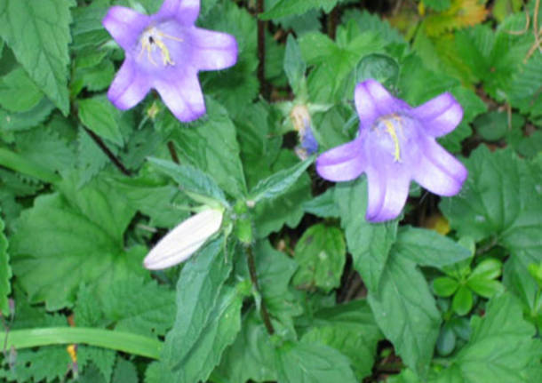 Campanelle di montagna