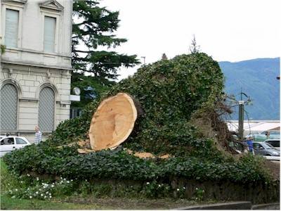 cedro luino