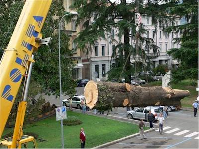 cedro luino