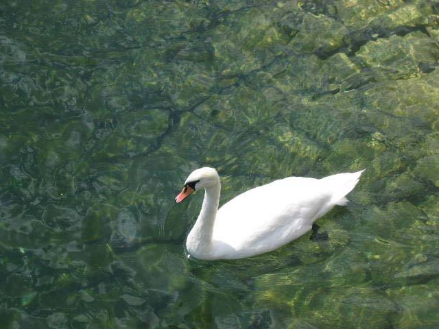 Cigno