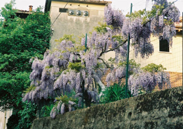 Glicine