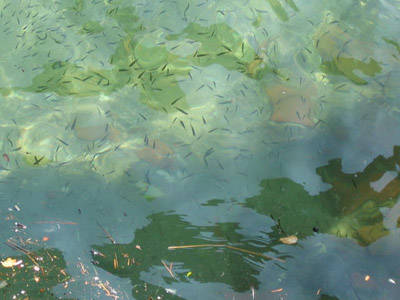 Nuova vita nel Lago Maggiore