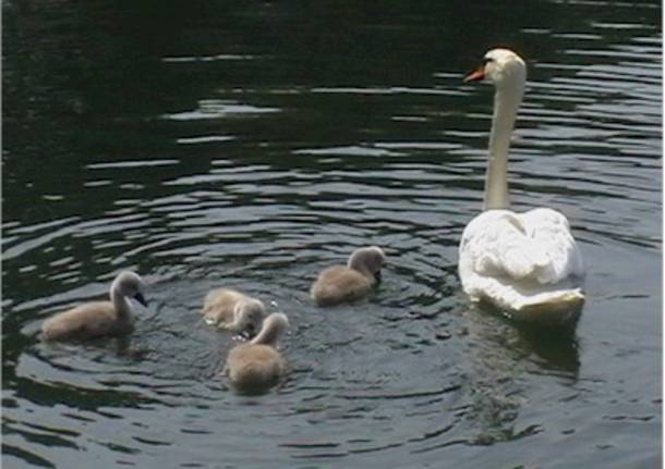 Un cigno con i cuccioli