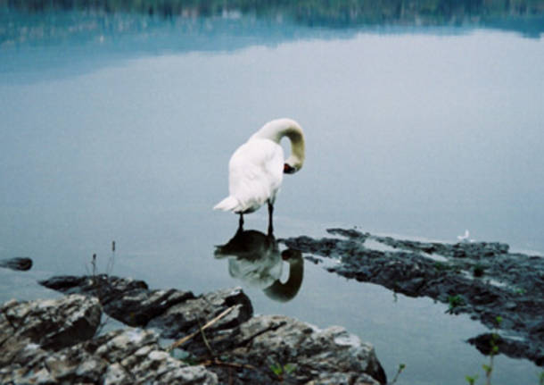 La toilette del cigno