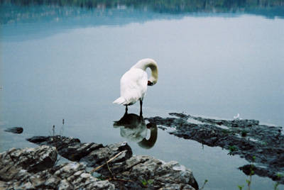 La toilette del cigno