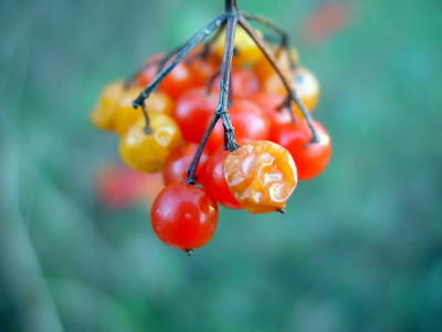 Ribes