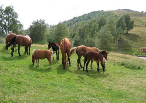 Cavalli in libertà