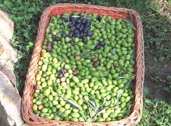 raccolta olive sant'imerio bosto