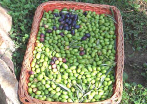 raccolta olive sant'imerio bosto