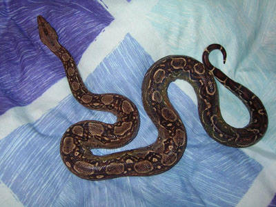 serpenti boa