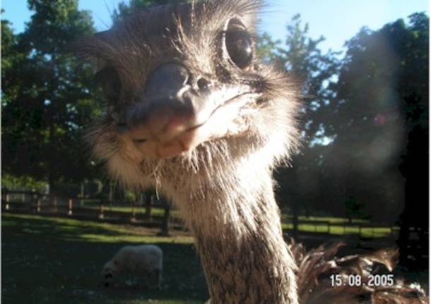 A contatto con gli animali