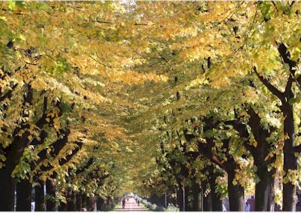 Uno splendido autunno