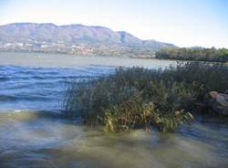 Lago di Varese Cazzgo Brabbia Palude Ricerche