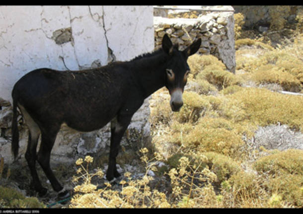 Asino all'ombra