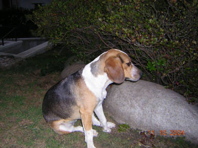 cagnolina incinta smarrita