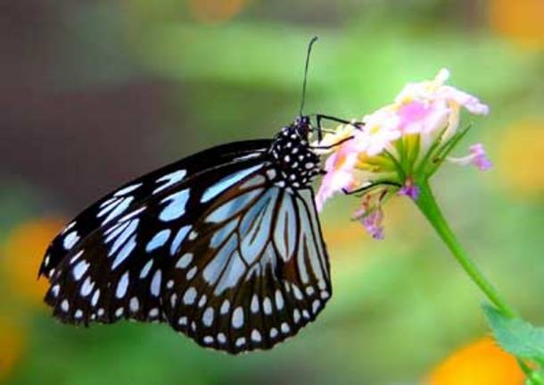 farfalla 2